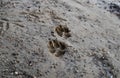 A Couple of Dog Tracks on Wet Sand