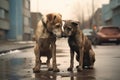 A couple of dogs abandoned in the middle of a street giving each other affection Royalty Free Stock Photo