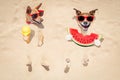 Couple of dogs at the beach and watermelon