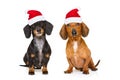 Couple of dogs on christmas holidays Royalty Free Stock Photo