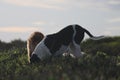 Couple of dogs digging a hole on top of a hill