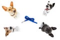 Couple of dogs with leash waiting for a walk Royalty Free Stock Photo