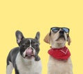 Couple of dogs licking mouth and posing cool Royalty Free Stock Photo