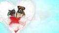 Couple of dogs panting happy and standing above heart Royalty Free Stock Photo