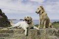 Couple of dogs sitting with a beautiful landscape Royalty Free Stock Photo