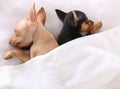 Couple of dogs sleeping together under the blanket Royalty Free Stock Photo