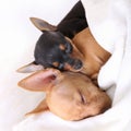 Couple of dogs sleeping together Royalty Free Stock Photo