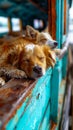 A couple of dogs sleeping on top of a wooden bench Royalty Free Stock Photo