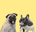 Couple of dogs sticking out tongue and licking nose Royalty Free Stock Photo