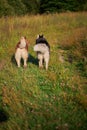 Couple of dogs on a walk in a sunny meadow, rear view, shaggy asses