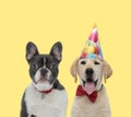 Couple of dogs wearing collar and bowtie with birthday hat Royalty Free Stock Photo