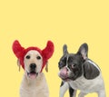 Couple of dogs wearing devil horns and licking nose Royalty Free Stock Photo