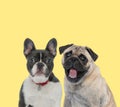 Couple of dogs wearing red leash and sticking out tongue Royalty Free Stock Photo