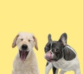 Couple of dogs yawning and licking nose Royalty Free Stock Photo