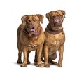 Couple of Dogue de Bordeaux sitting together Royalty Free Stock Photo