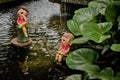 Couple dolls made of clay in pond at small garden. Royalty Free Stock Photo