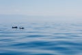 Couple of dolphins in blue tranquil sea near the islands in Croatia