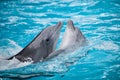 Couple dolphins Royalty Free Stock Photo