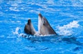 Couple of dolphins dancing Royalty Free Stock Photo
