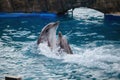 Couple of dolphins dancing in blue water Royalty Free Stock Photo