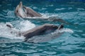 Couple of dolphins dancing in blue water Royalty Free Stock Photo