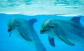 Couple dolphins