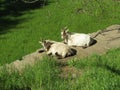 Couple of domestic goats laying in the green grass. Royalty Free Stock Photo
