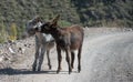 Couple of donkeys in love on the road