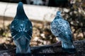 Couple of doves in a bench.