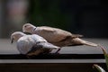 couple of doves during courtship pigeon bird Royalty Free Stock Photo