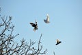 Couple doves flying Royalty Free Stock Photo