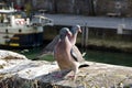 Couple of doves on a wharf of Seine river, Paris Royalty Free Stock Photo