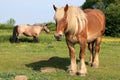 A couple of draft horses in a dutch meadow