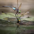 Couple of dragonflies over the lake