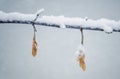 A couple of dried winged maple seeds on a branch in winter against the blurred background Royalty Free Stock Photo