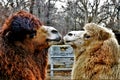 Couple of dromedary in love. Kissing