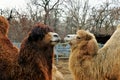 Couple of dromedary in love. Kissing