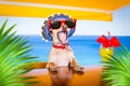 Cocktail drink dog on  summer holiday vacation a the beach club bar Royalty Free Stock Photo
