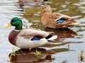 Couple Duck Royalty Free Stock Photo