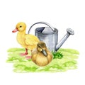 Couple of ducklings on the green grass. Hand drawn watercolor illustration. Cute little duckling chicks standing and Royalty Free Stock Photo