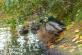 A couple of ducks: female and male are sitting on the shore of a pond on a warm
