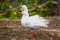 Couple of ducks geese walking in the park Royalty Free Stock Photo
