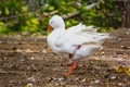 Couple of ducks geese walking in the park Royalty Free Stock Photo