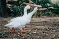 Couple of ducks geese walking in the park Royalty Free Stock Photo