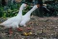 Couple of ducks geese walking in the park Royalty Free Stock Photo