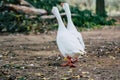 Couple of ducks geese walking in the park Royalty Free Stock Photo