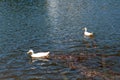 A couple of ducks at the Kapalua Golf trail in Maui