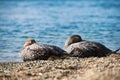 couple of ducks lying on the shore of a lake