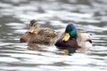 A Couple of Ducks Royalty Free Stock Photo