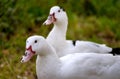 Couple of ducks Royalty Free Stock Photo